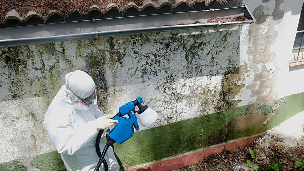 Trusted Black Mold Removal service in Burke, VA - Cheap Mold Removal